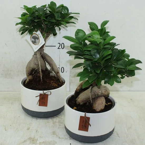 Fikusz bonsai GINSENG KERÁMIA KASPÓBAN CS17 