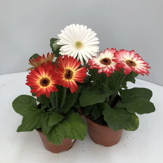 Gerbera fajták GERBERA  FAJTÁK CS12