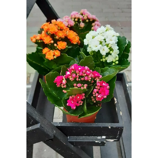 Korallvirág KALANCHOE CALANDIVA MIX CS12