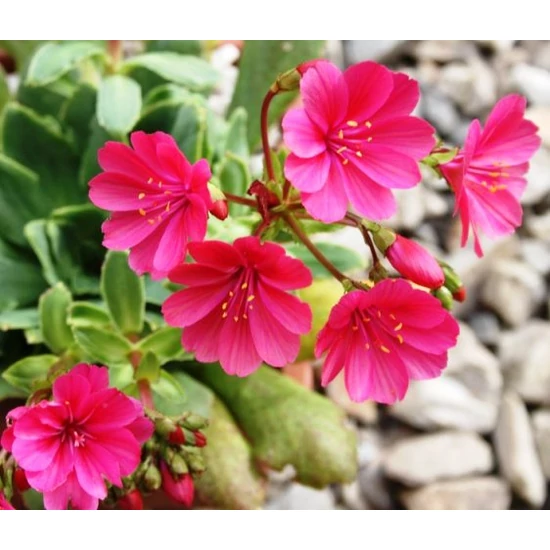 Változékony dohánygyökér LEWISIA CS10,5