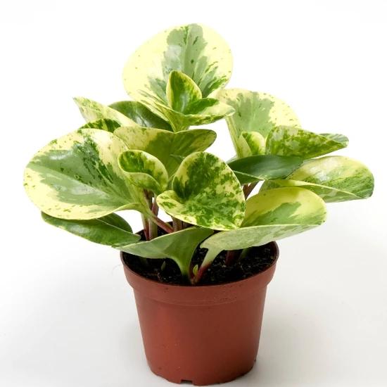 Tompalevelű törpebors VARIEGATA CS12   
