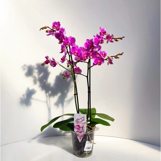 Lepkeorchidea 2 ÁGAS CS12  