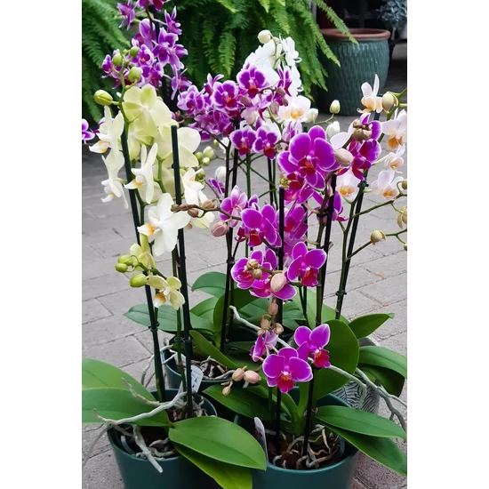 Lepkeorchidea PHALAENOPSIS CS12