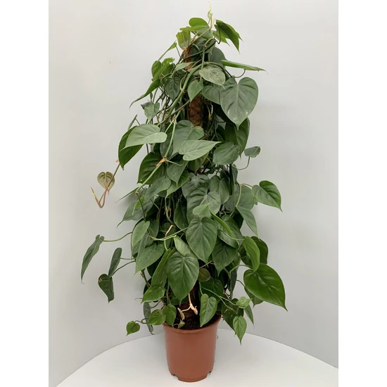 Kúszó filodendron KOKUSZRA FUTTATVA CS24  