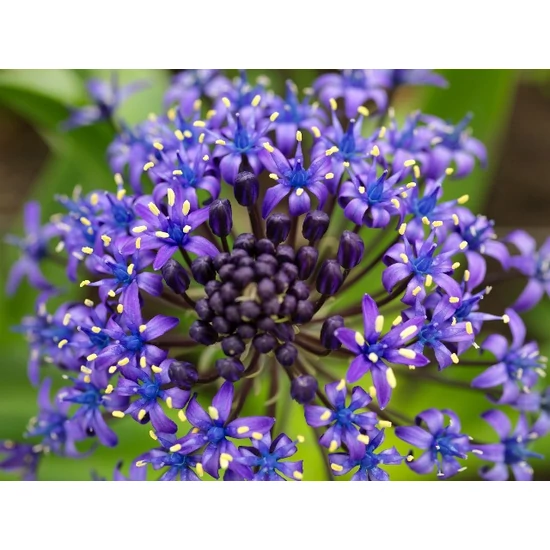 Portugál csillagvirág  SCILLA PERUVIANA CS12