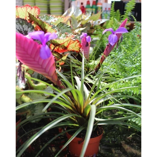 Szakállbromélia TILLANDSIA ANITA CS9