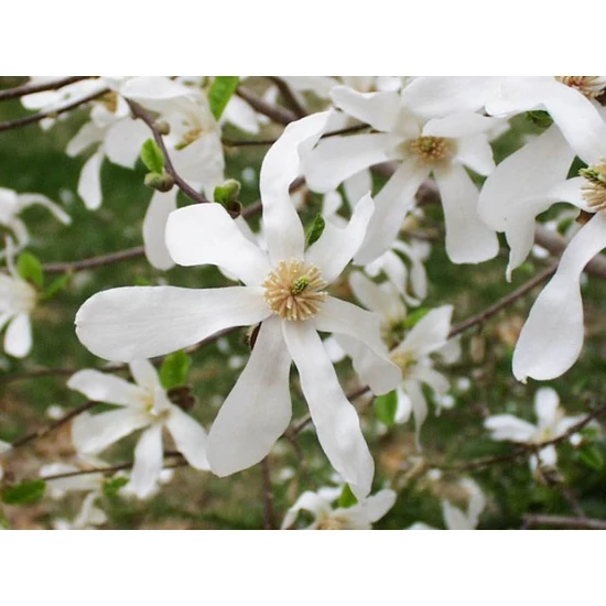 Japán liliomfa   MAGNOLIA KOBUS 200/250 K35