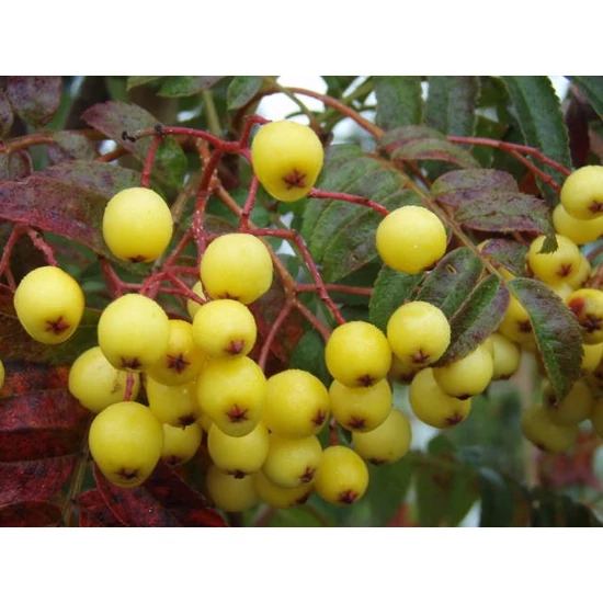 Sárgatermésű madárberkenye   SORBUS ARNOLDIANA GOLDEN WONDER 8/10 K15