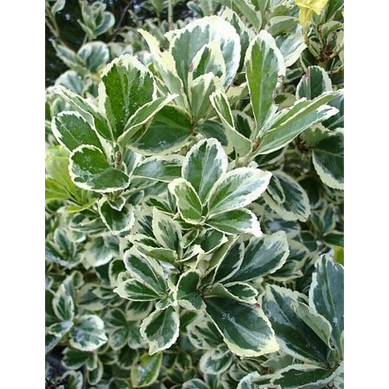Japán kecskerágó   EUONYMUS JAPONICUS KATHY 25/30 CS17