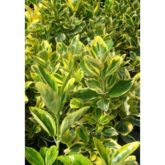 Japán kecskerágó   EUONYMUS JAPONICUS MARIEKE 20/25 K2