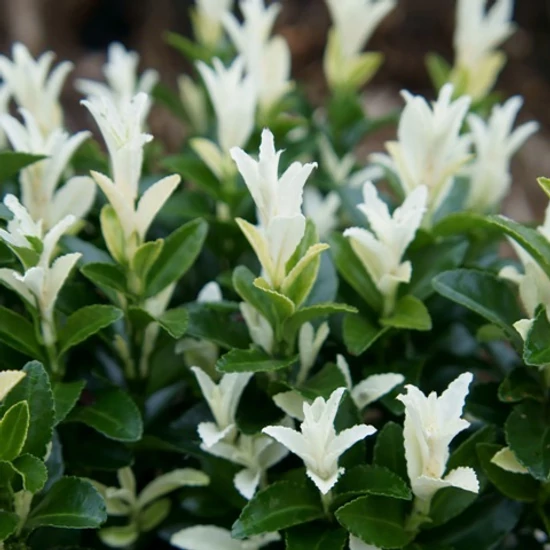 Japán kecskerágó   EUONYMUS JAPONICUS PALOMA BLANCA 20/25 CS13