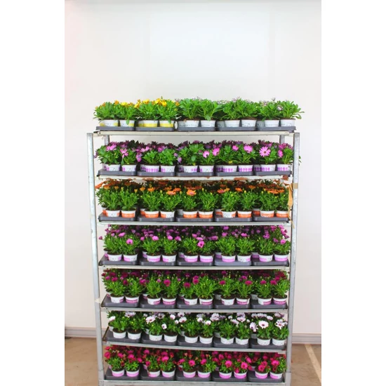Afrikai aranyvirág OSTEOSPERMUM ECKLONIS CS10,5   