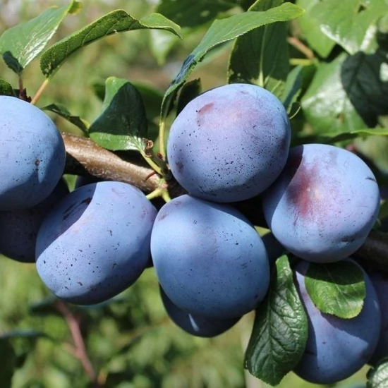 Tophit szilva PRUNUS DOMESTICA TOPHIT K10