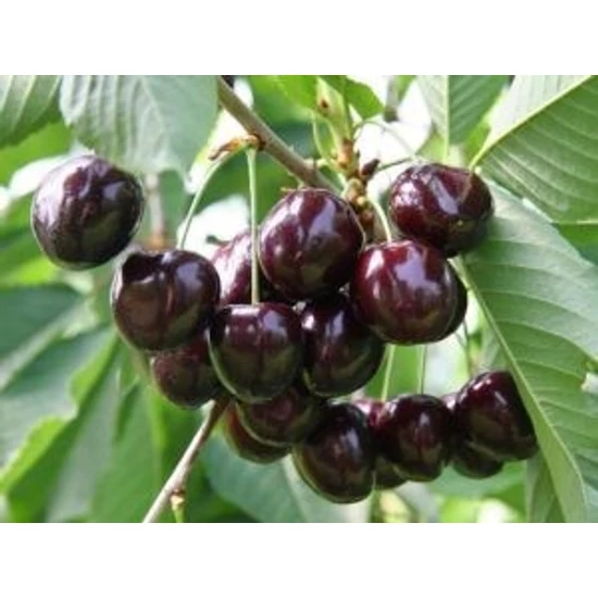 Schneider späte knorpelkirsche cseresznye PRUNUS AVIUM