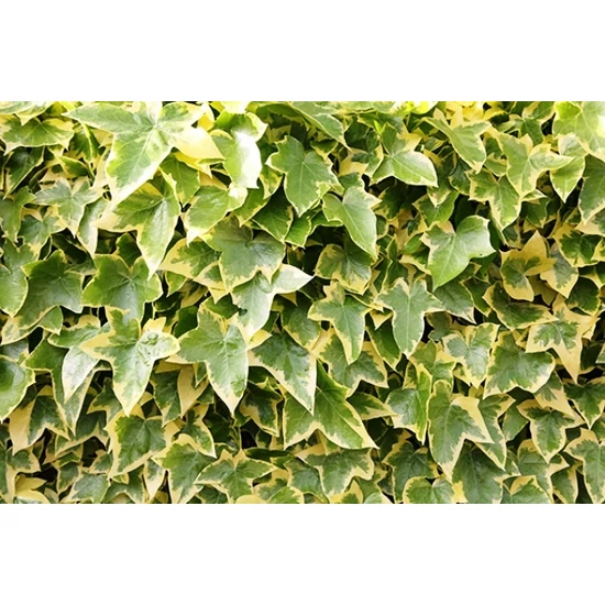 Közönséges borostyán   HEDERA HELIX GOLDCHILD 20/25 CS14