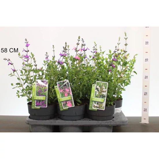 Zsálya SALVIA MICHROPHYLLA K2,5