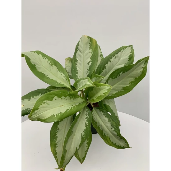 Rákvirág AGLAONEMA COLOUR MIX CS12