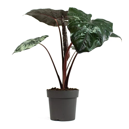 Alokázia, lila óriás elefántfül ALOCASIA YUCATAN PRINCESS CS14