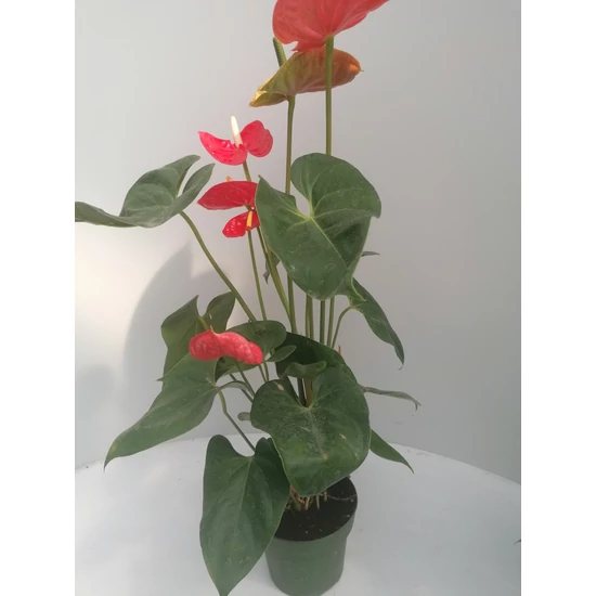 Flamingóvirág ANTHURIUM ANDRAEANUM MERLOT CS17