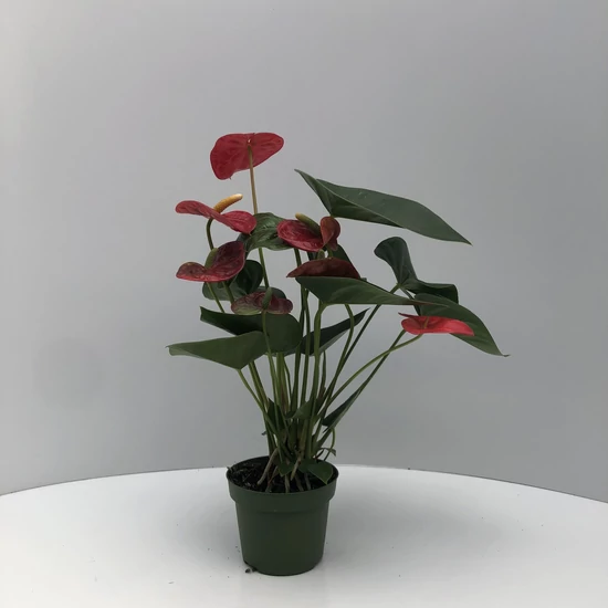 Flamingóvirág ANTHURIUM ANDRAEANUM DIAMOND RED CS9
