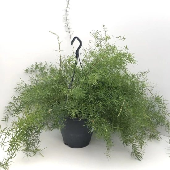 Aszparágusz ASPARAGUS DENSIFLORUS SPRENGERI CSÜNGŐ KASPÓBAN CS19