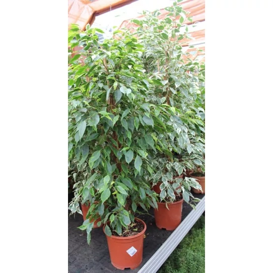 Kislevelű fikusz FICUS BENJAMINA DANIELLE CS17
