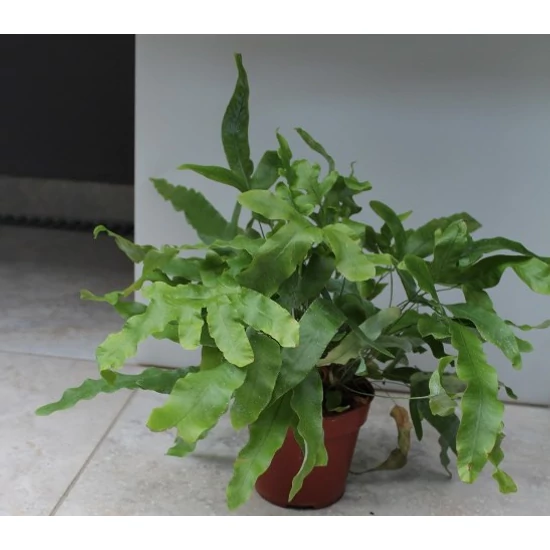 Kéklevelű páfrány PHLEBODIUM AUREUM BLUE STAR CS14