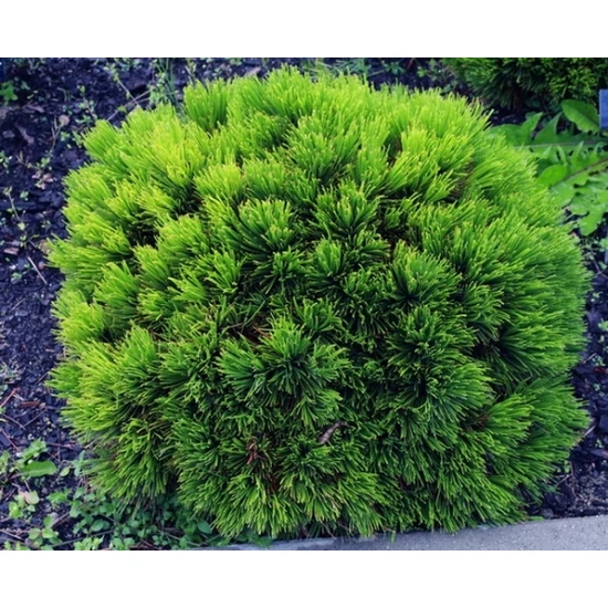 Páncélfenyő    PINUS LEUCODERMIS MALINKI 30/35 K8