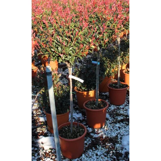 Tűzpiros örökzöld korallberkenye  PHOTINIA FRASERI RED SELECT 60/80 K42