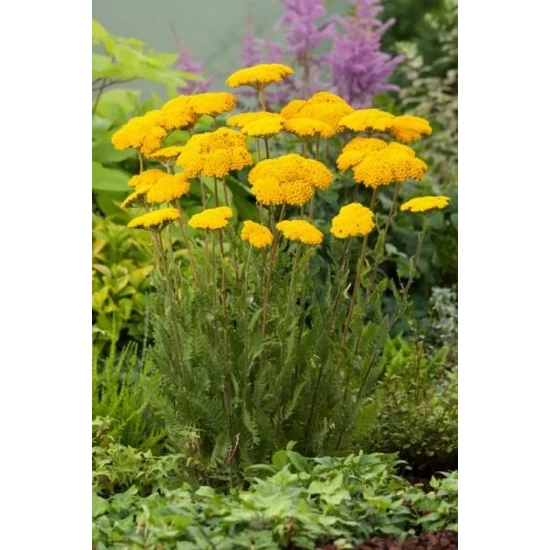 Jószagú cickafark ACHILLEA FILIPENDULINA CLOTH OF GOLD CS11 