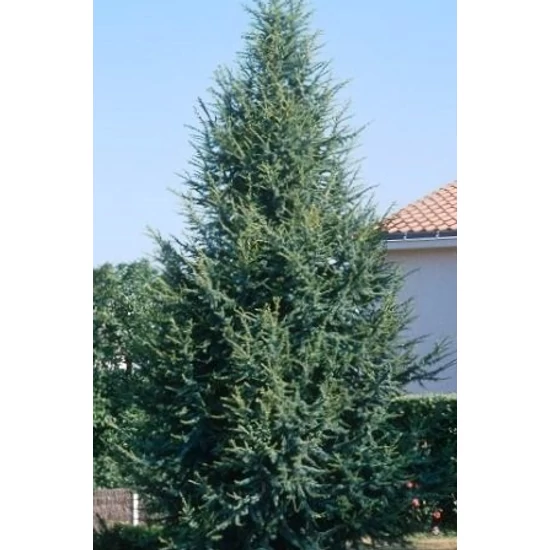 Oszlopos atlasz cédrus  CEDRUS ATLANTICA FASTIGIATA 250/300 K90
