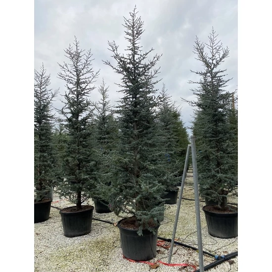 Kék atlasz cédrus  CEDRUS ATLANTICA GLAUCA 300/350 K110