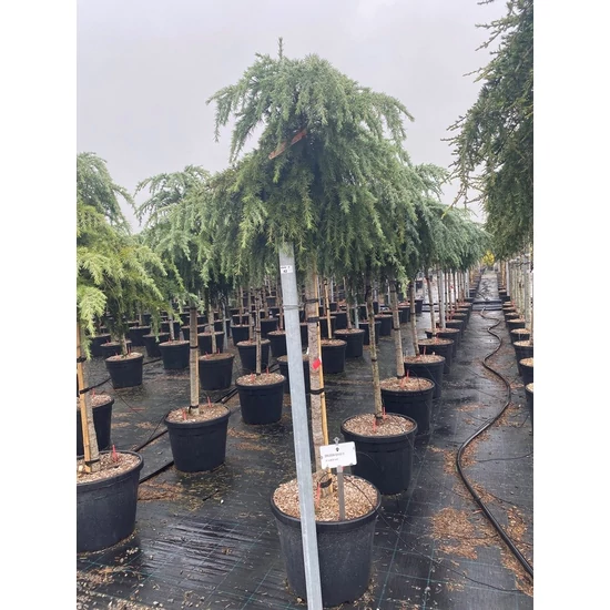 Kék terülő himalájai cédrus CEDRUS DEODARA FEELIN BLUE T200 18/20 K110