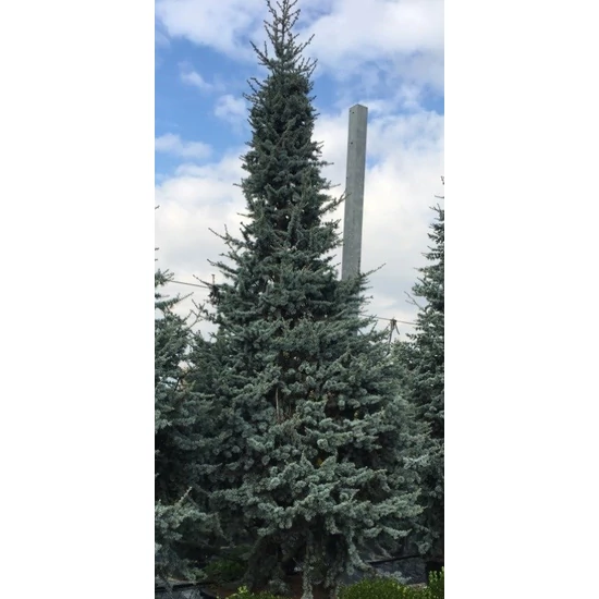 Kék atlasz cédrus  CEDRUS ATLANTICA GLAUCA 350/+ K110