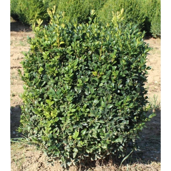 Örökzöld puszpáng BUXUS SEMPERVIRENS KOCKÁRA NYÍRT 30×30×30*
