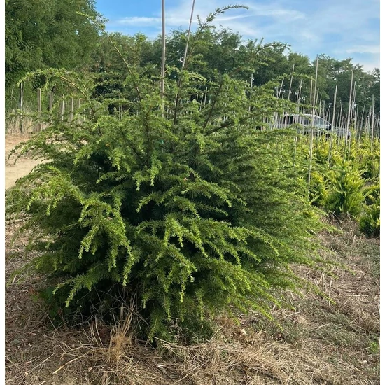 Törpe kék atlasz cédrus CEDRUS ATLANTICA NANA 100/125*
