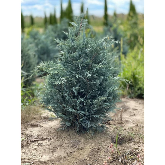 Kék oregoni hamisciprus CHAMAECYPARIS LAWSONIANA VAN PELT'S BLUE 60/80*