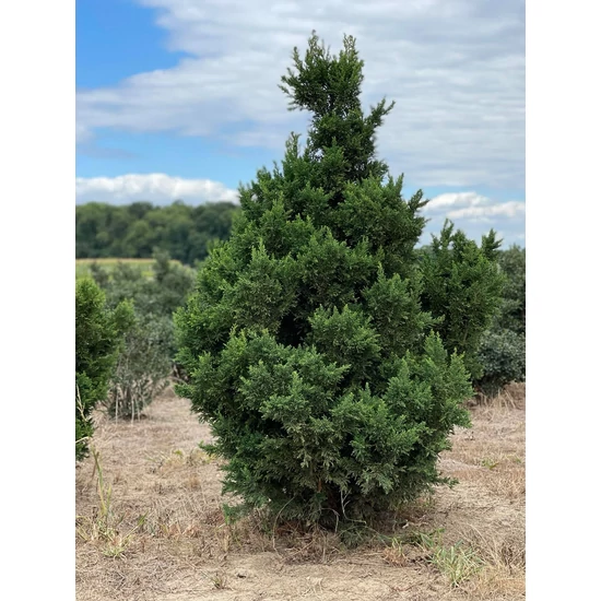 Hinoki hamisciprus CHAMAECYPARIS OBTUSA DRAHT 150/175*