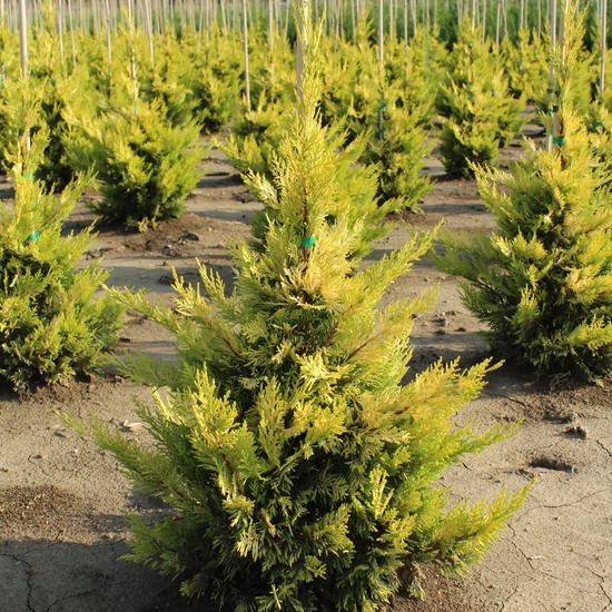 Arany lombú leyland ciprus CUPRESSOCYPARIS LEYLANDII GOLD RIDER 80/100*