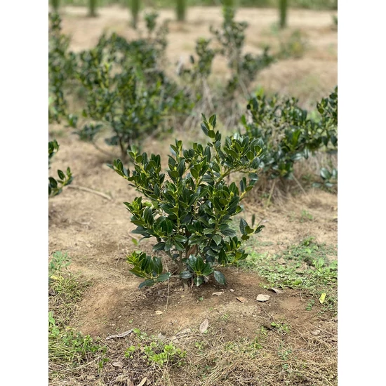 Közönséges magyal ILEX AQUIFOLIUM J.C VAN TOL 40/60*