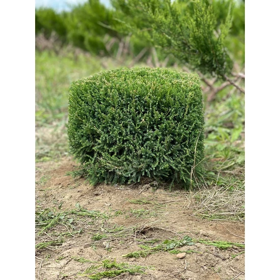 Terülő boróka JUNIPERUS MEDIA MINT JULEP KOCKÁRA NYÍRT 30×30×30*