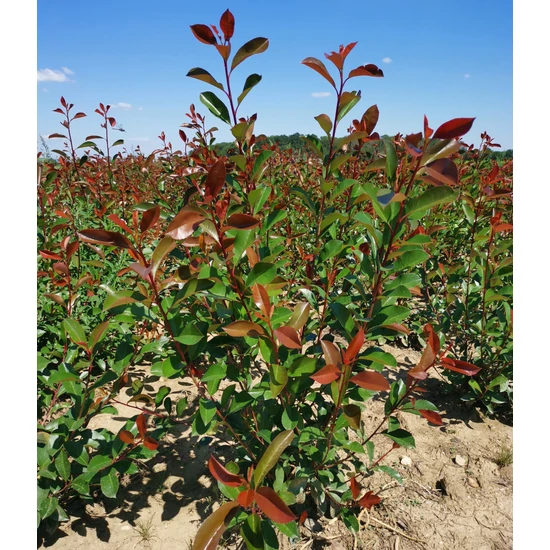 Tűzpiros örökzöld korallberkenye  PHOTINIA FRASERI RED SELECT 80/100*