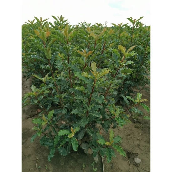 Redős levelű örökzöld korallberkenye PHOTINIA SERRATIFOLIA CRUNCHY 80/100*