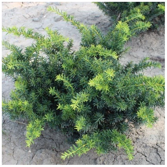 Aranylombú terülő tiszafa TAXUS BACCATA SUMMERGOLD 80/100*