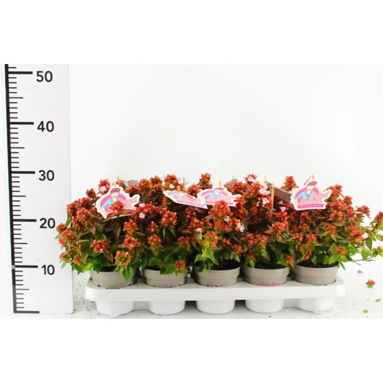 Nagyvirágú tárnicslonc   ABELIA GRANDIFLORA LITTLE LADY 15/20 CS11