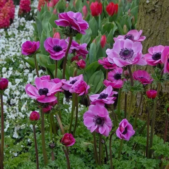 Koronás szellőrózsa ANEMONE CORONARIA K1,5