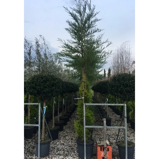 Kínai mamutfenyő   METASEQUOIA GLYPTOSTOBOIDES 45/50 CS25