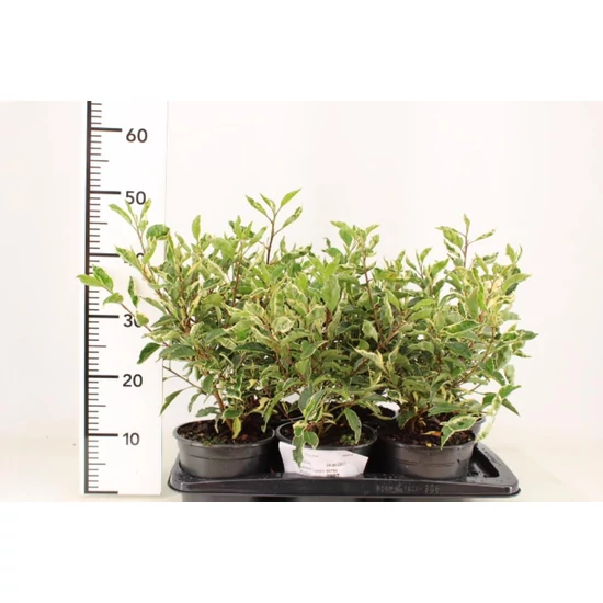 Tarka levelű portugál babérmeggy PRUNUS LUSITANICA VARIEGATA 25/30 K2