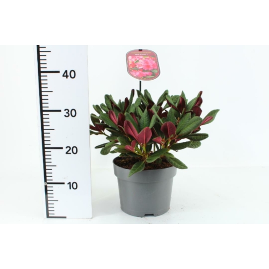Rhododendron    RHODODENDRON WINE AND ROSES 30CM K3