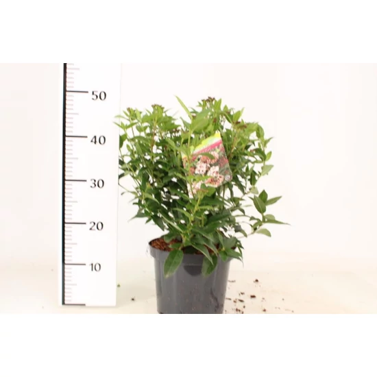 Téli bangita   VIBURNUM TINUS EVE PRICE 40/45 CS21